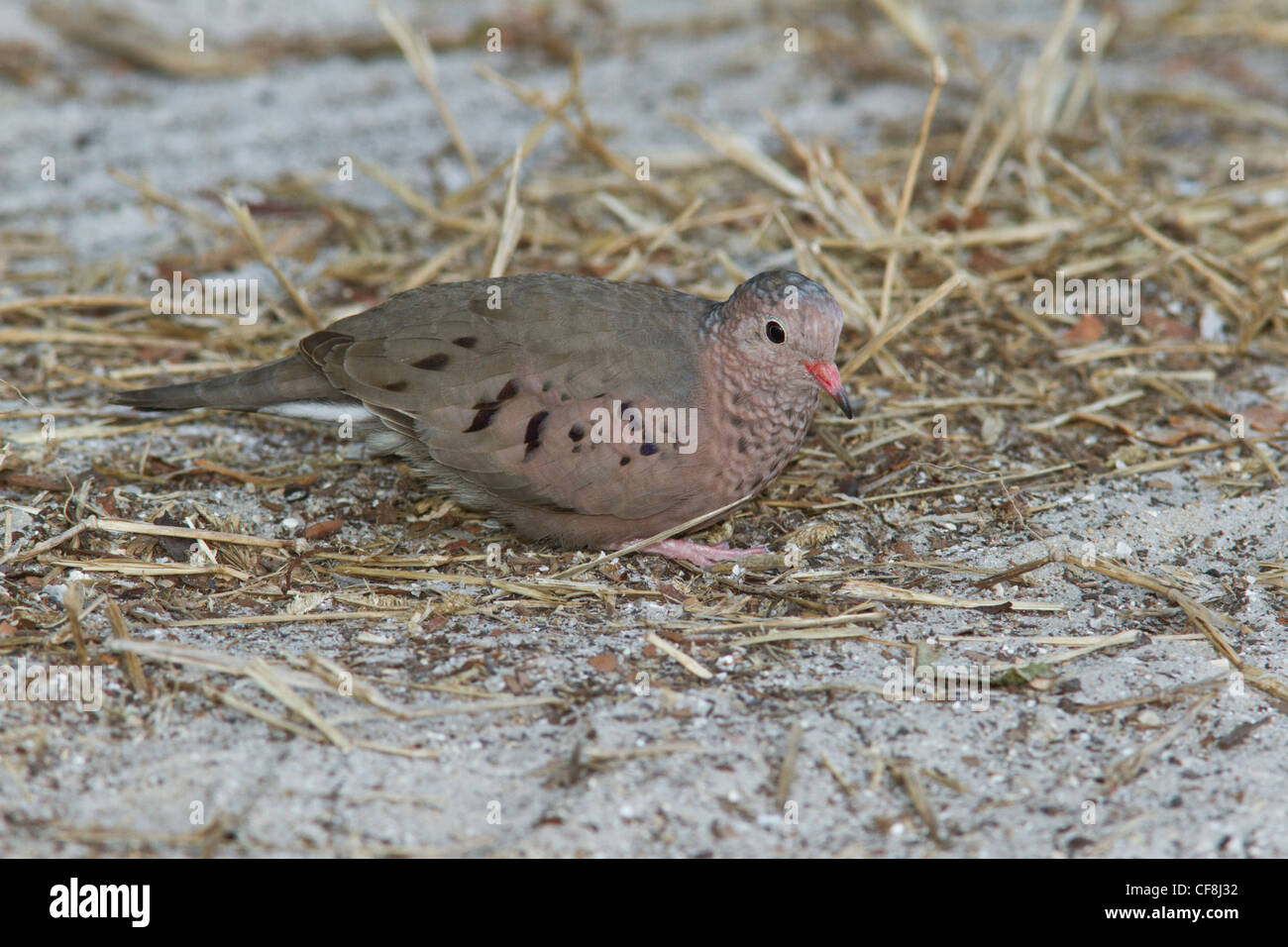 Unstreitig Taube (Columbina Passerina Passerina) am Ding Darling Wildlife Refuge, Florida. Stockfoto