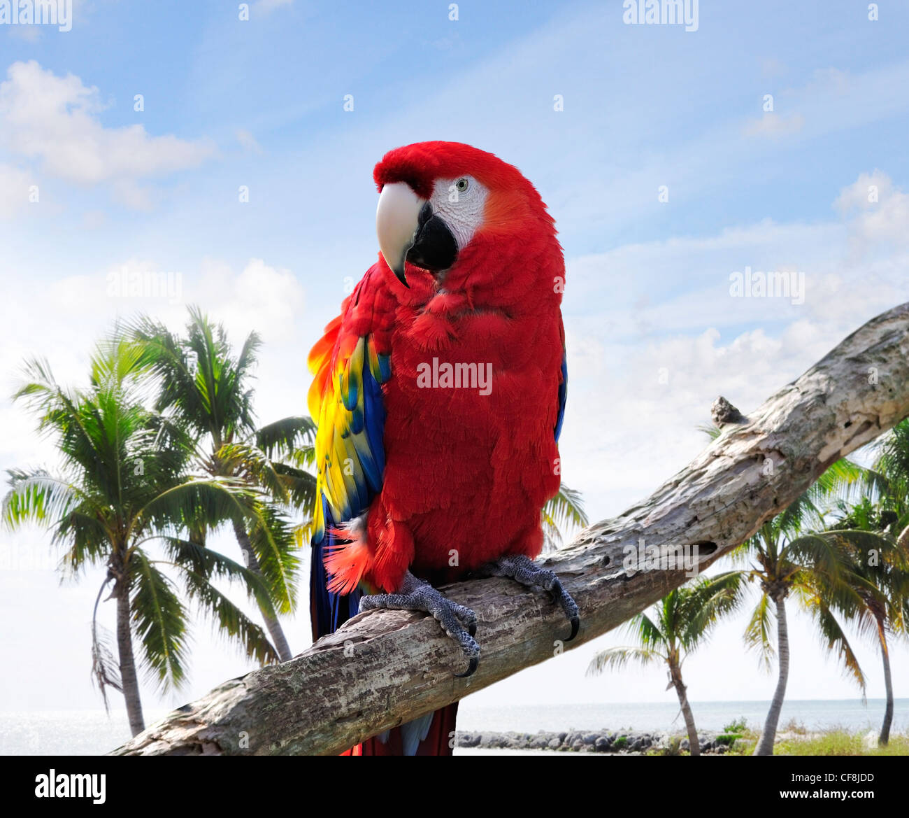 Bunte Papagei auf einem Ast Stockfoto