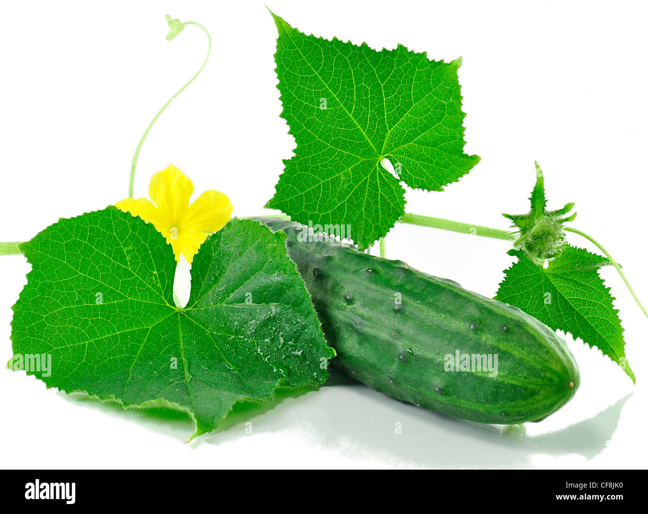 frische Gurken auf weiß mit Blumen und Blätter Stockfoto