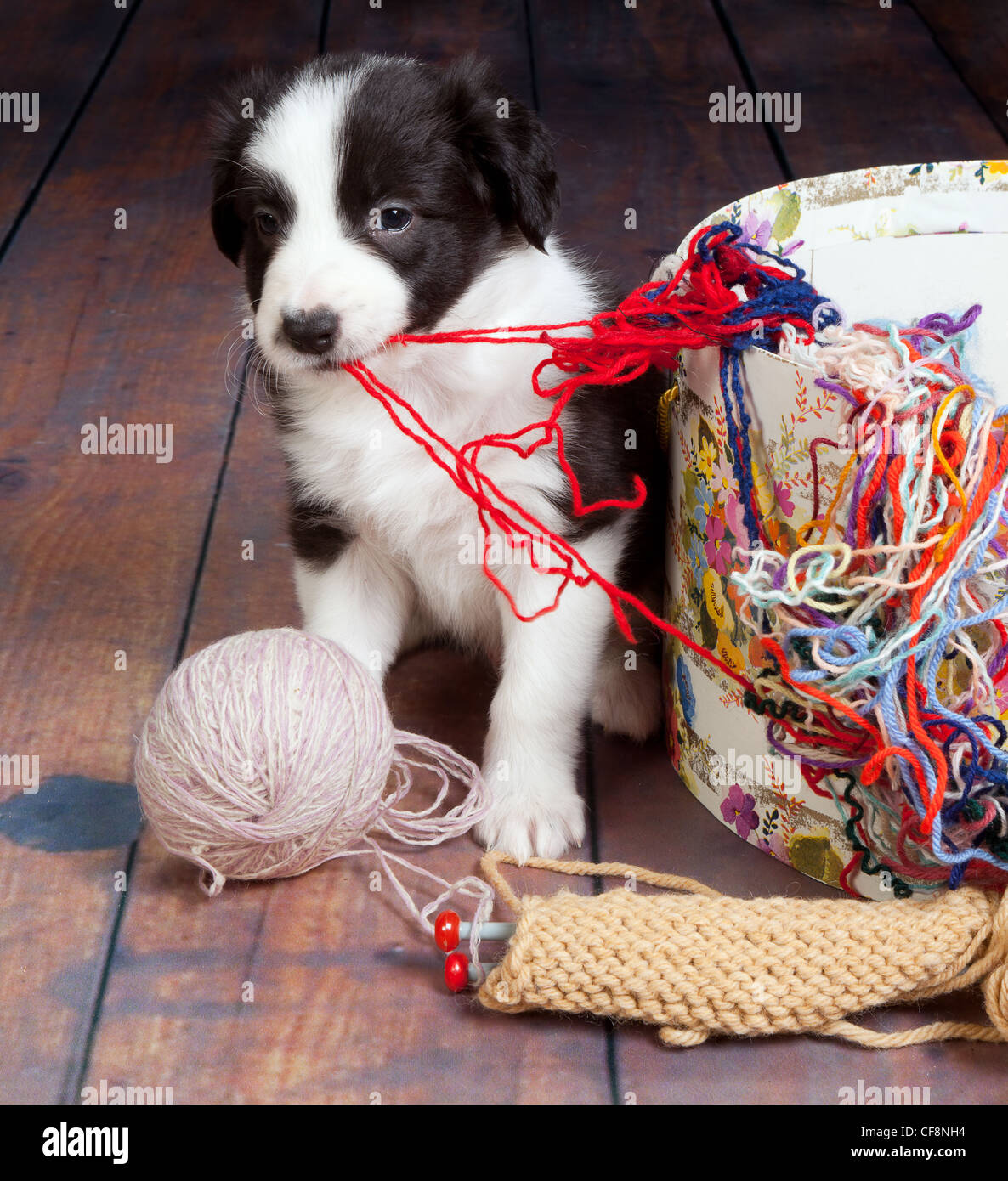 Kleine Welpen Hund ein Chaos von Kugeln aus Wolle Stockfoto