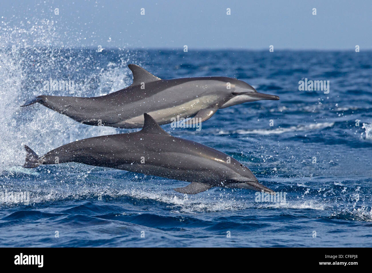 Spinner-Delphin springen aus dem Wasser, Wellen reiten Stockfoto