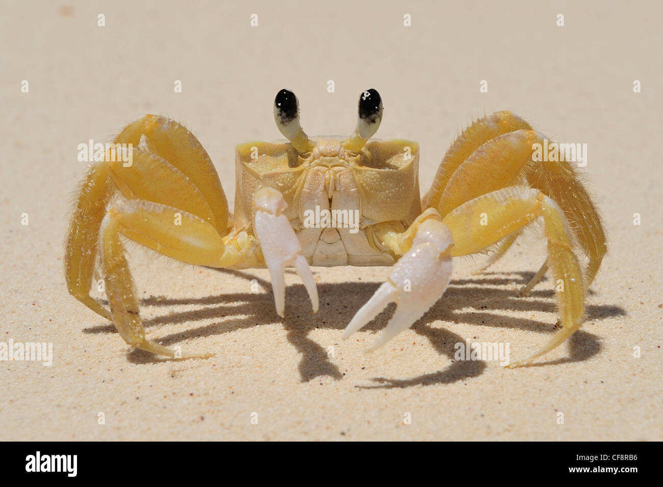 Krabbe, Strand, Bahia de Los Aguilas, Cabo Rojo, Dominikanische Republik, Karibik, sand Stockfoto