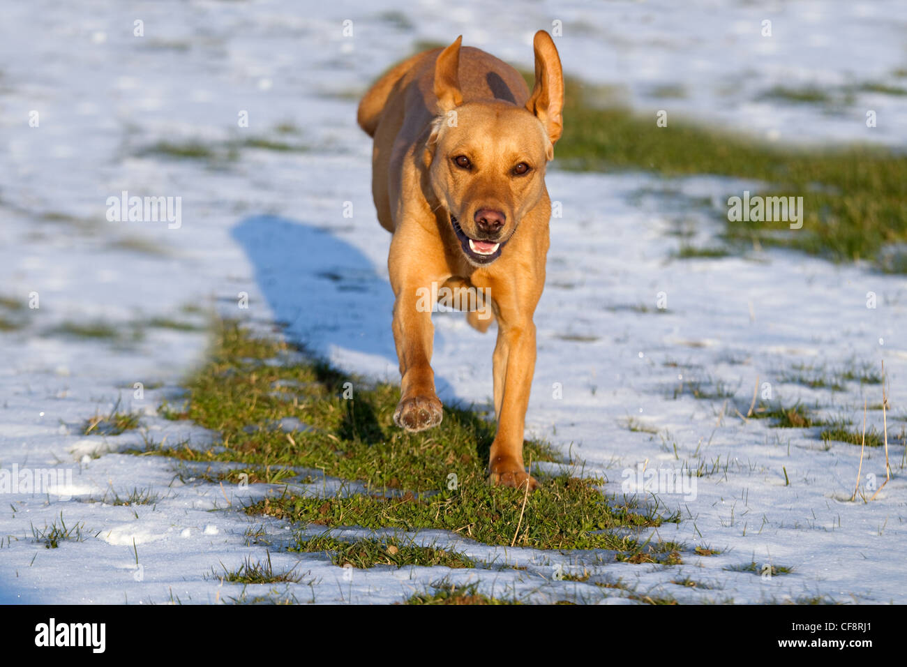 Gelber Labrador spielt im Schnee Stockfoto