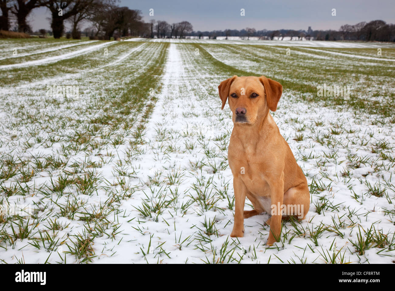 Gelber Labrador spielt im Schnee Stockfoto