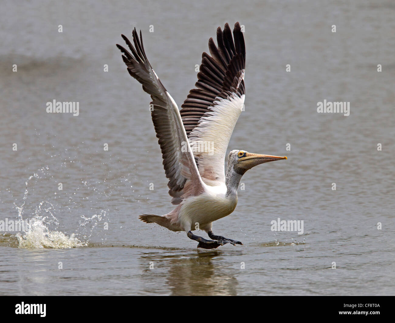 Spot-billed Pelikan ausziehen Stockfoto