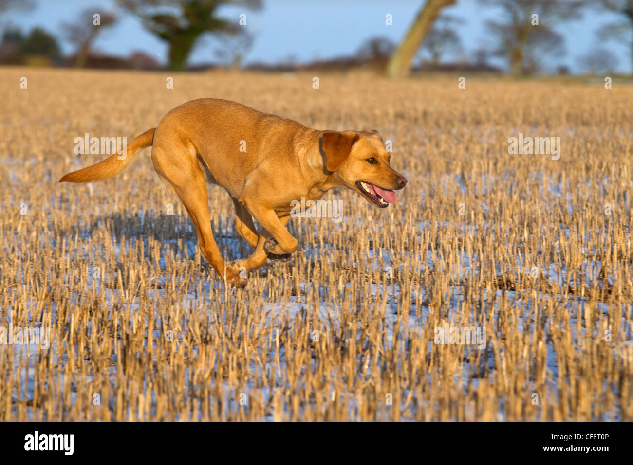 Gelber Labrador spielt im Schnee Stockfoto