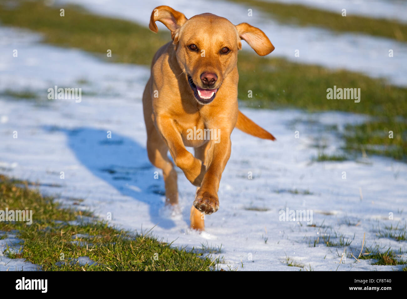 Gelber Labrador spielt im Schnee Stockfoto