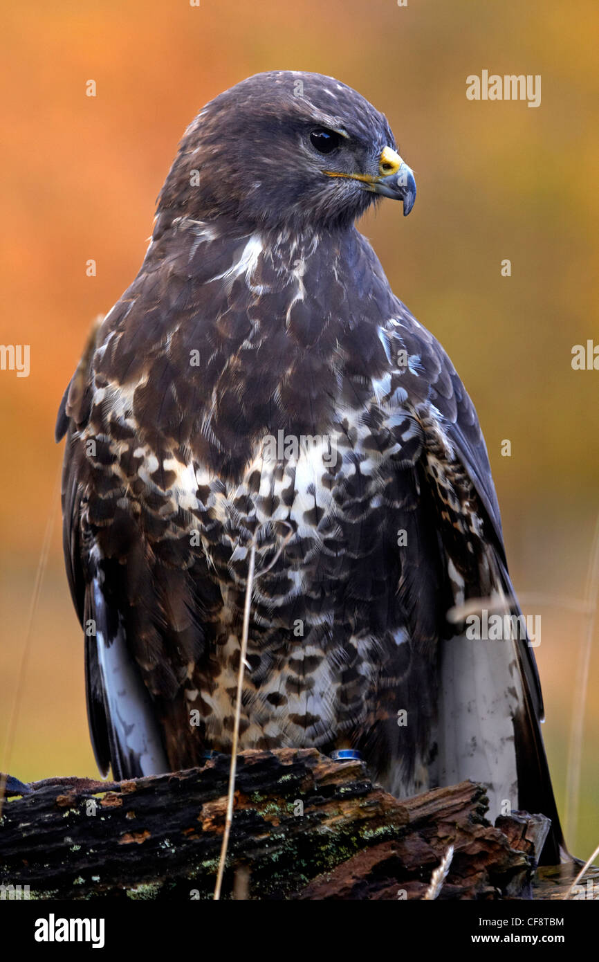 Bussarde sind große wilde Vögel, mit einem gebogenen Schnabel. Stockfoto