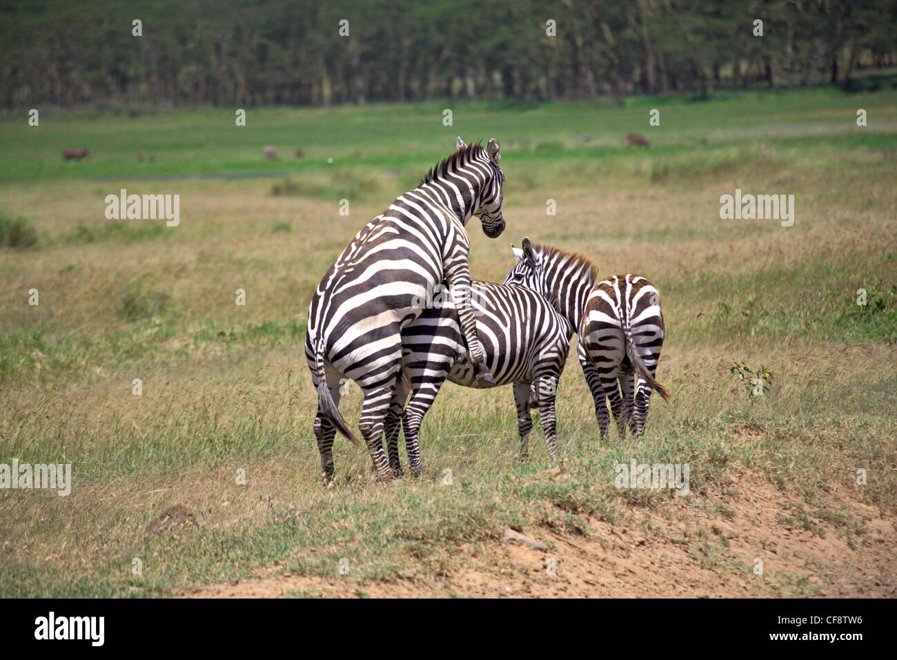 Burchell Zebra Paarung in der Masai Mara National Reserve. Stockfoto