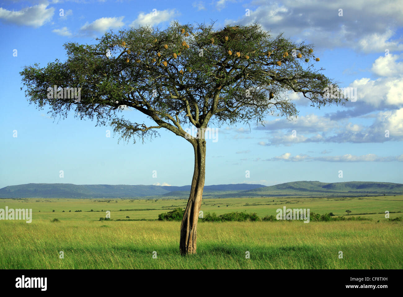 Einzigartige Baum in der Masai Mara National Reserve. Stockfoto