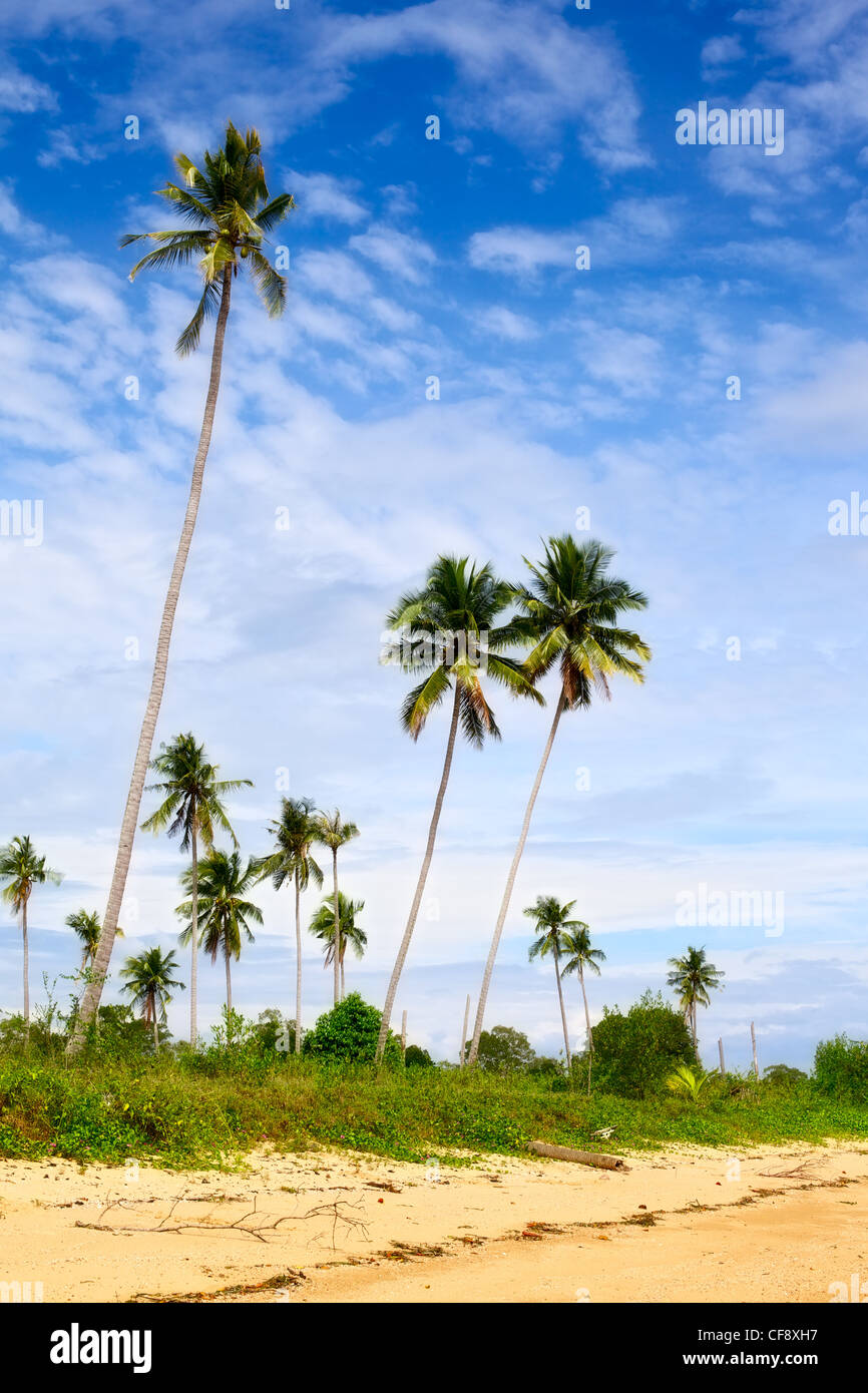 grüne Palmen gegen bewölktem Himmel am sonnigen Tag, Thailand Stockfoto