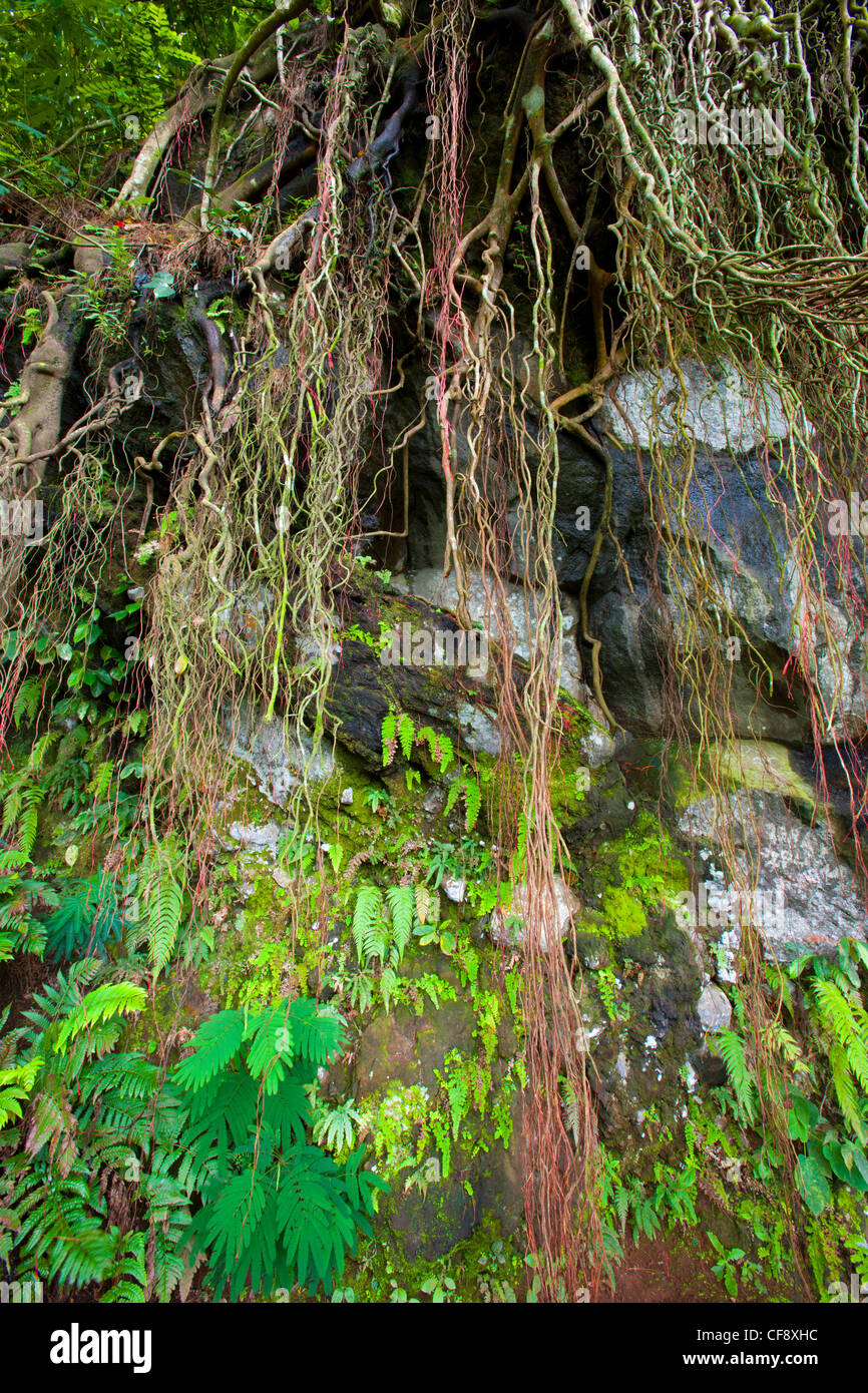 Tawangmangu, Indonesien, Asien, Java, Urwald, Dschungel, Regenwald, Natur, Fels, Felsen, Bäume, Wurzeln Stockfoto