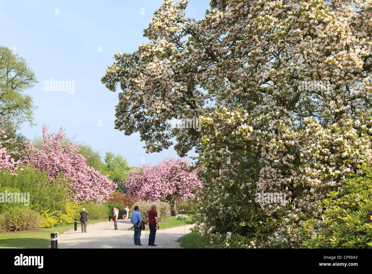 Belgien, Brüssel, Laeken, die Königsburg-Domäne, die Gewächshäuser von Laeken im Frühjahr. Blühende Kirschen und Besucher. Stockfoto