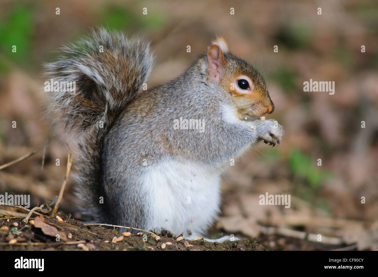 Ein graues Eichhörnchen Essen UK Stockfoto
