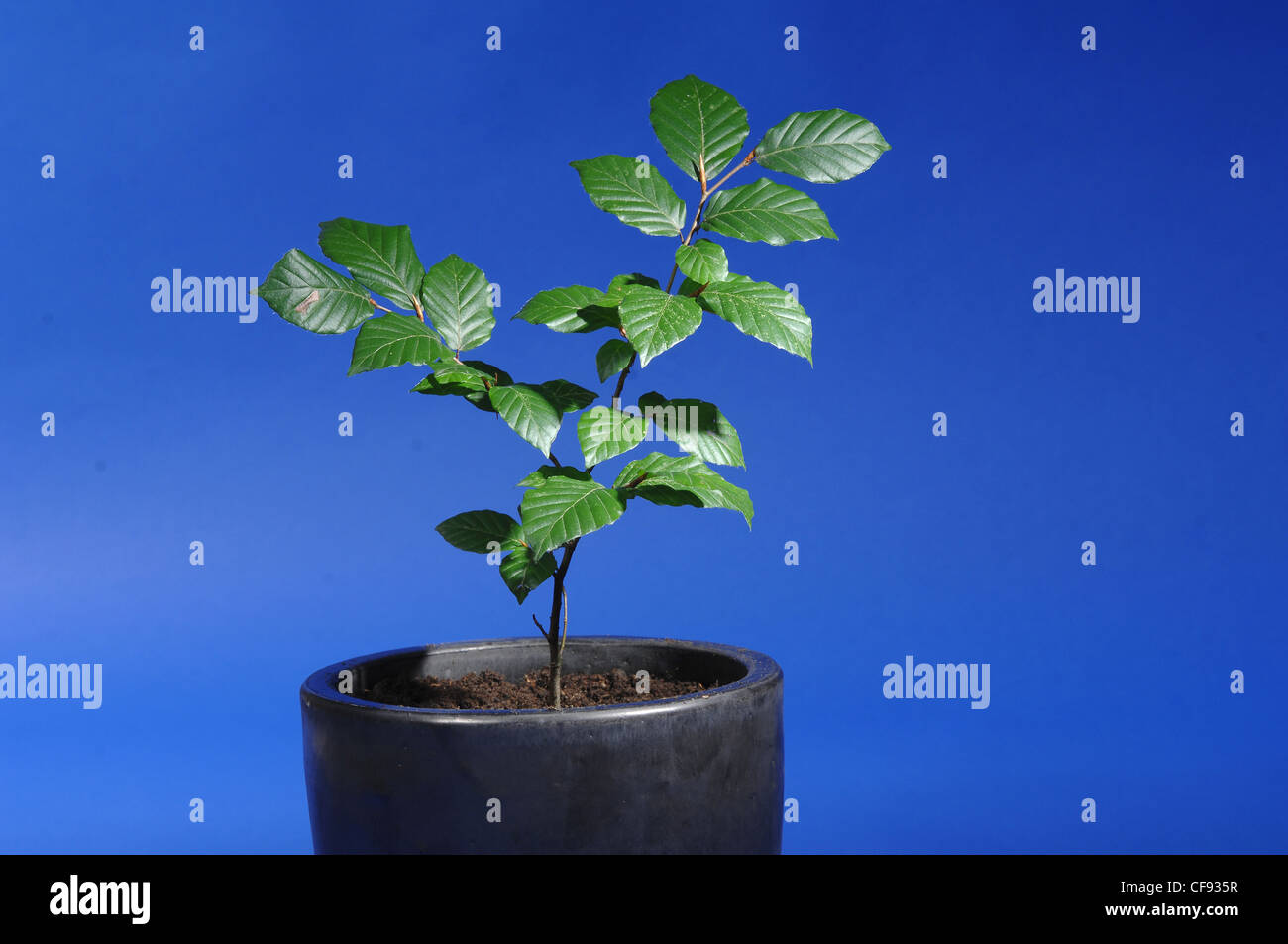 Blau, Pflanze, Pflanze, wachsen, Wachstum, Topf, Buche Stockfoto