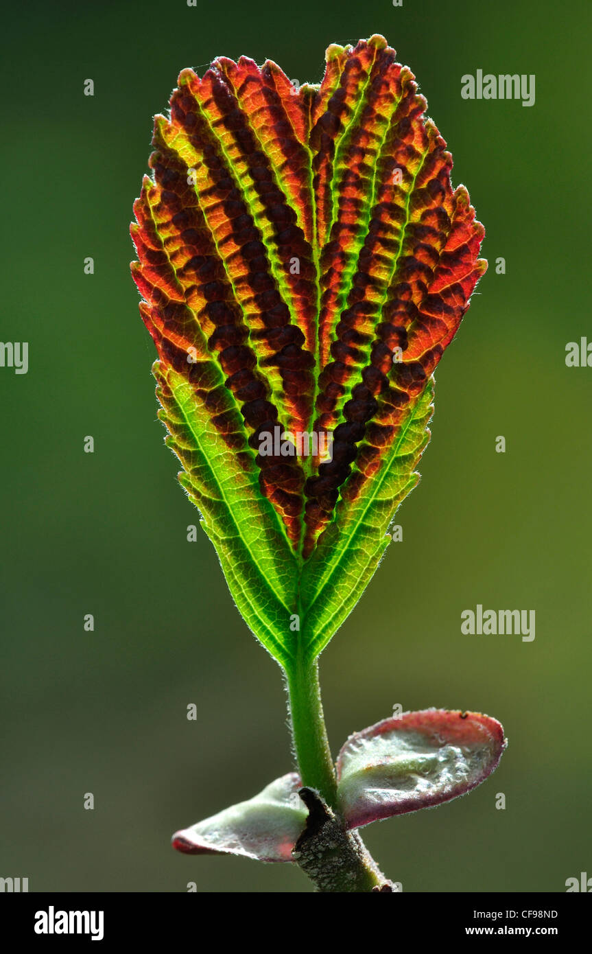 Erle Blatt im Frühjahr frisch eröffnet. Dorset, UK April 2011 Stockfoto