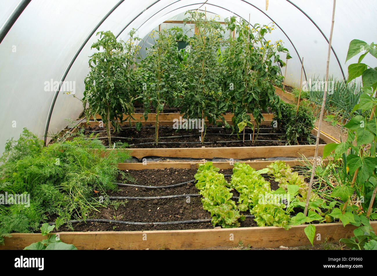 Gemüse, Tomaten, Salat, Stangenbohnen, Karotten und Melonen wachsen im Poly-Tunnel, UK, Juli Stockfoto