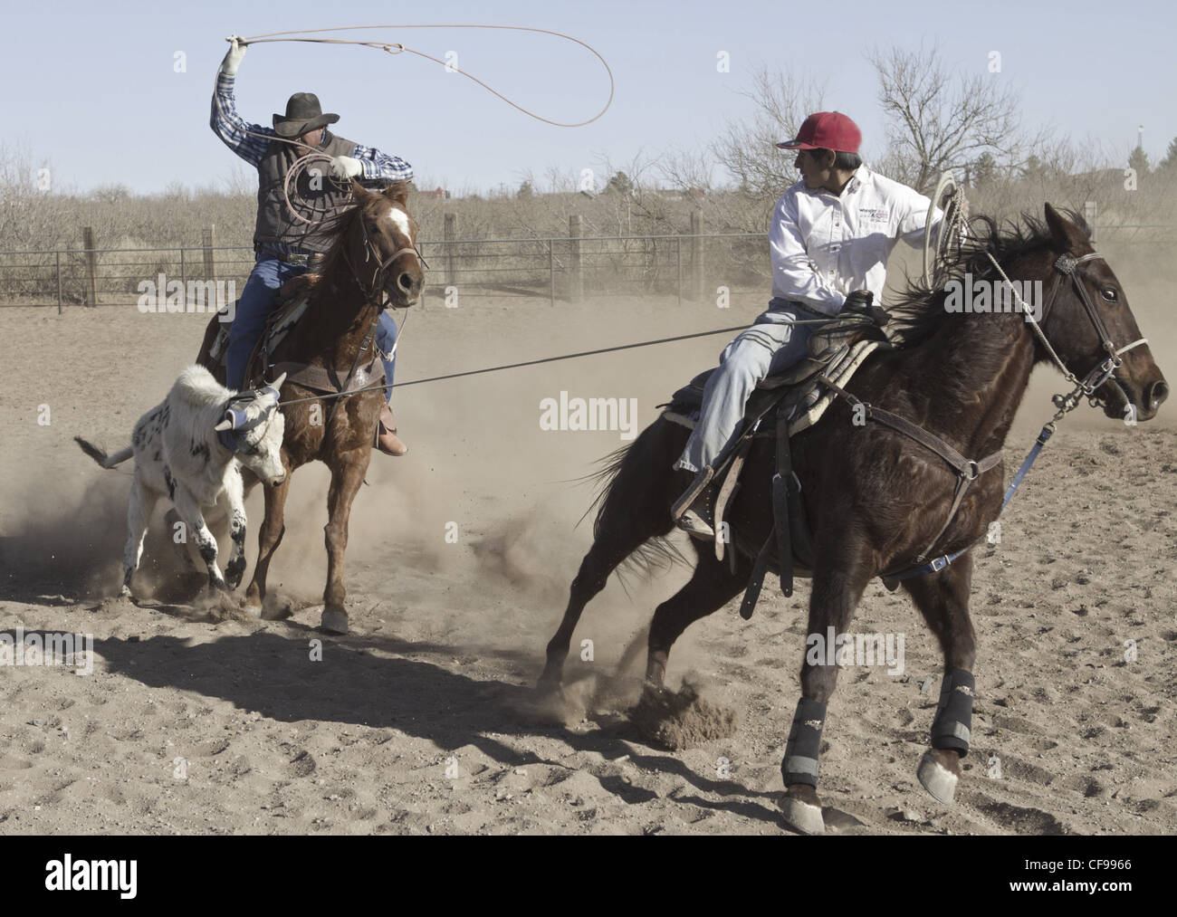 Team roping Ereignis in einer kleinen West Texas Stadt. Stockfoto