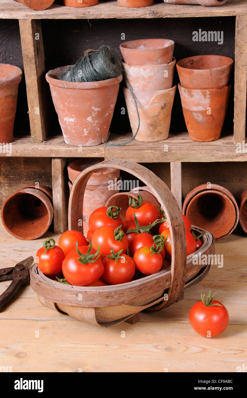 Frisch gepflückt selbst angebaute Tomaten in Trug im rustikalen Potting Shed-Einstellung. Stockfoto