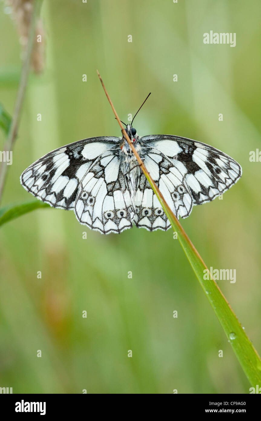 Marmorierte weißer Schmetterling Stockfoto