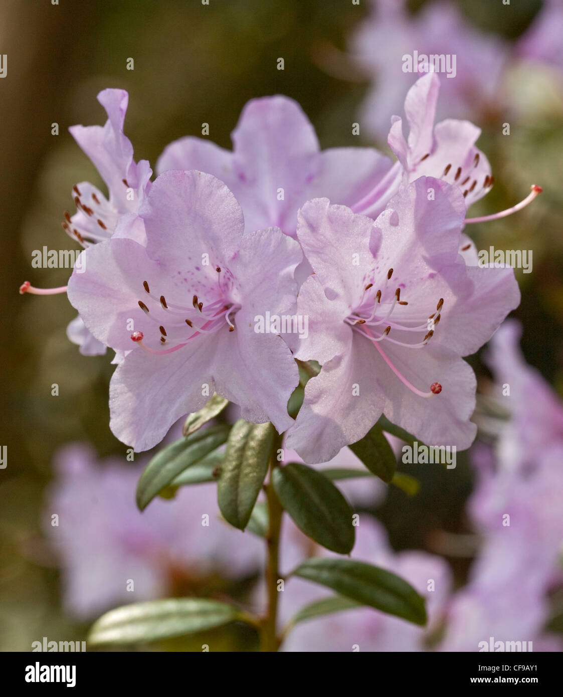 Rhododendron Rosa Seide Stockfoto