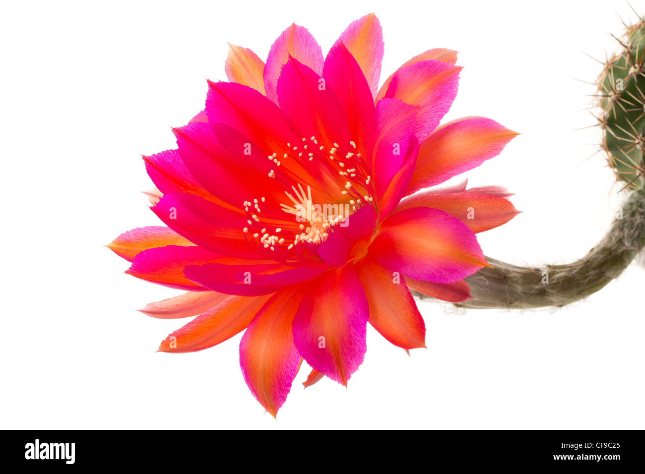 Echinopsis "Raoul Wallenberg" (Hybrid von Schick) Stockfoto