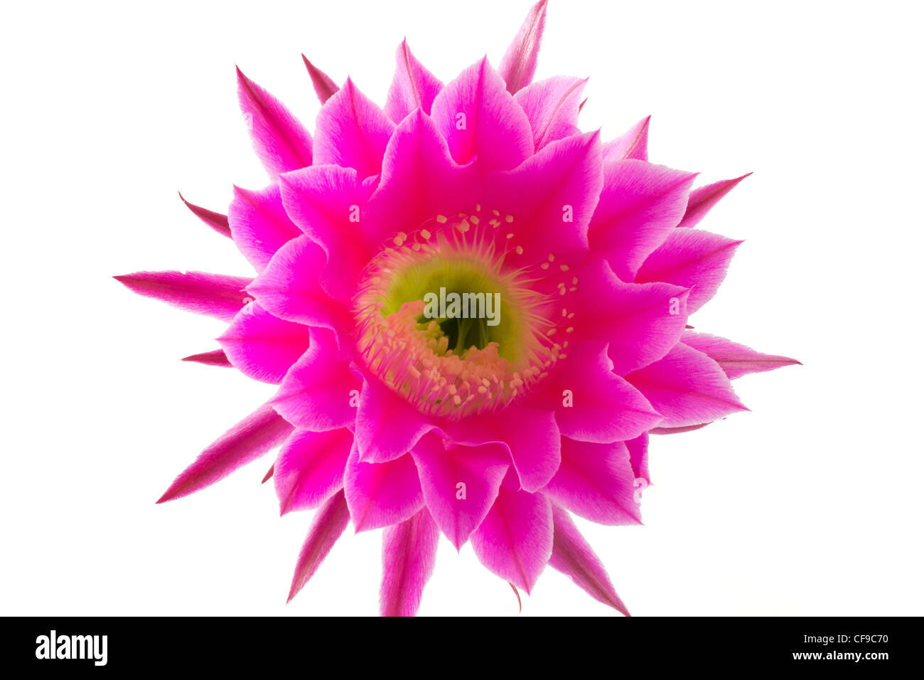 Echinopsis "Romance" (Hybrid von Schick) Stockfoto