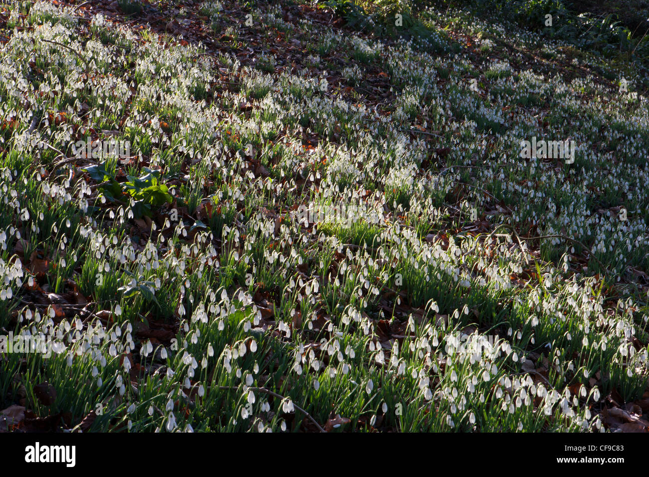 Schneeglöckchen Schneeglöckchen Gartenanlagen im Wald von Painswick Rococo Garden, Gloucestershire, England, Großbritannien Februar Winter Stockfoto