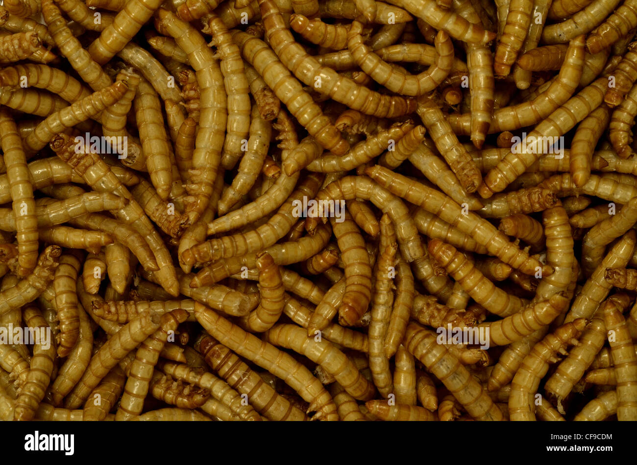 Eine Masse von gefriergetrockneten Mehlwürmern / Tenebrio molitor für den menschlichen Verzehr. Öffnen Sie eine Dose Würmer Metapher. Auch für Vogelfutter. Stockfoto