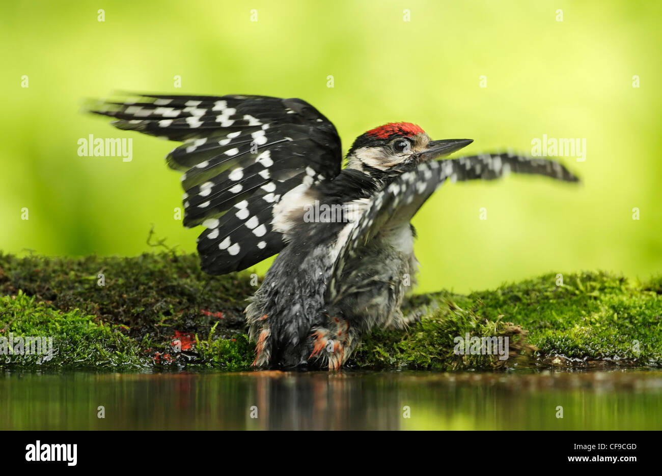 Great Spotted Woodpecker (Dendrocopos großen) juvenile Stockfoto