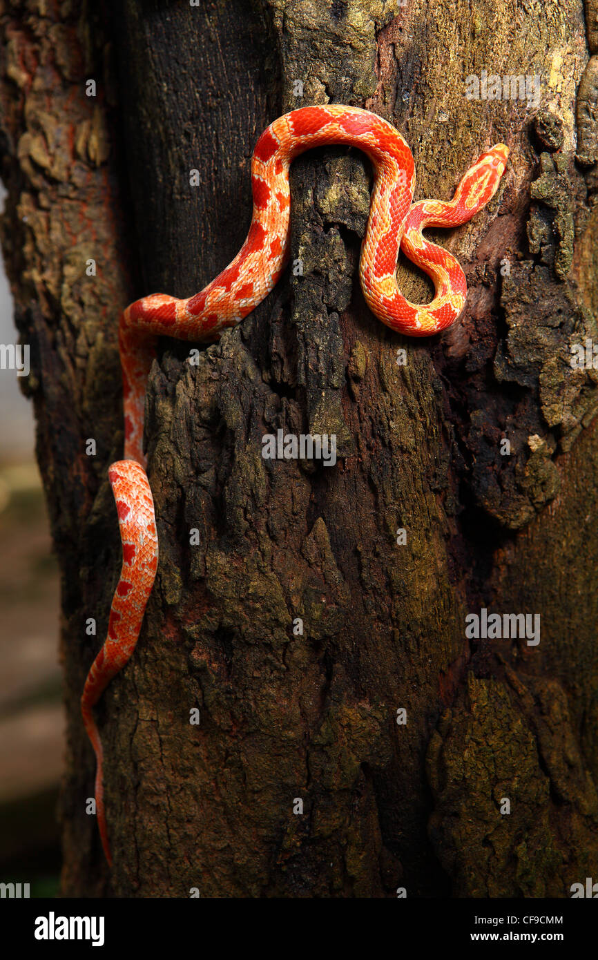 Albino Reptil Stockfotos Und Bilder Kaufen Alamy