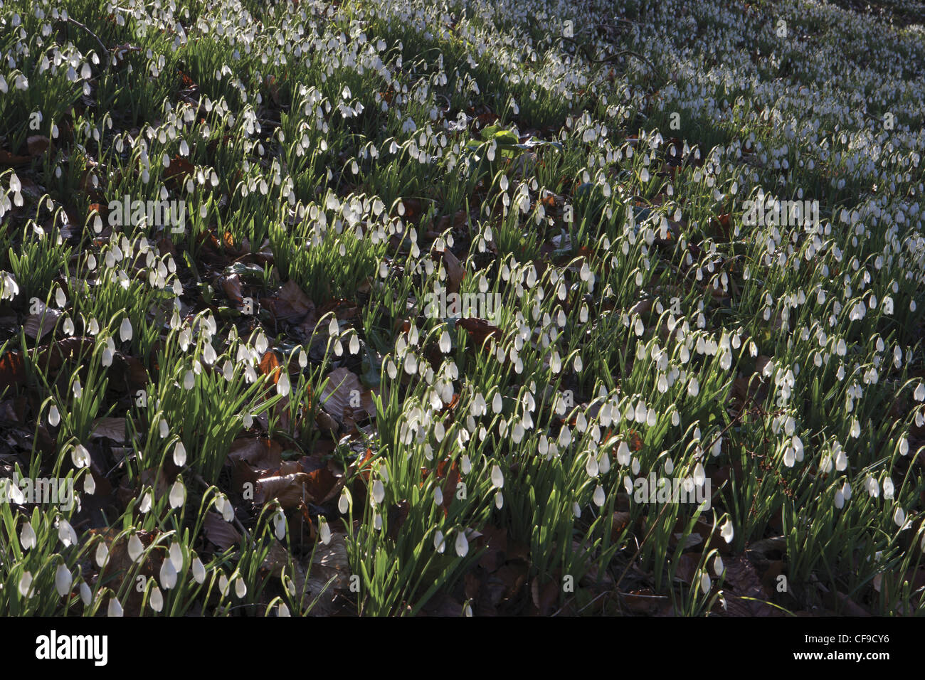 Schneeglöckchen Schneeglöckchen Gartenanlagen im Painswick Rococo Garden, Gloucestershire, England, Großbritannien Stockfoto