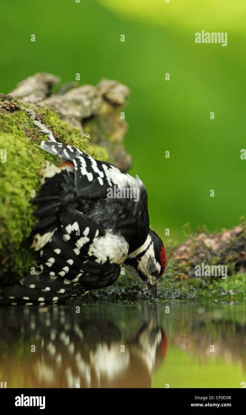 Großen Spotted Woodpecker (Dendrocopos großen) juvenile hängend aus einem Stamm und trinken aus einem kleinen Wald pool Stockfoto