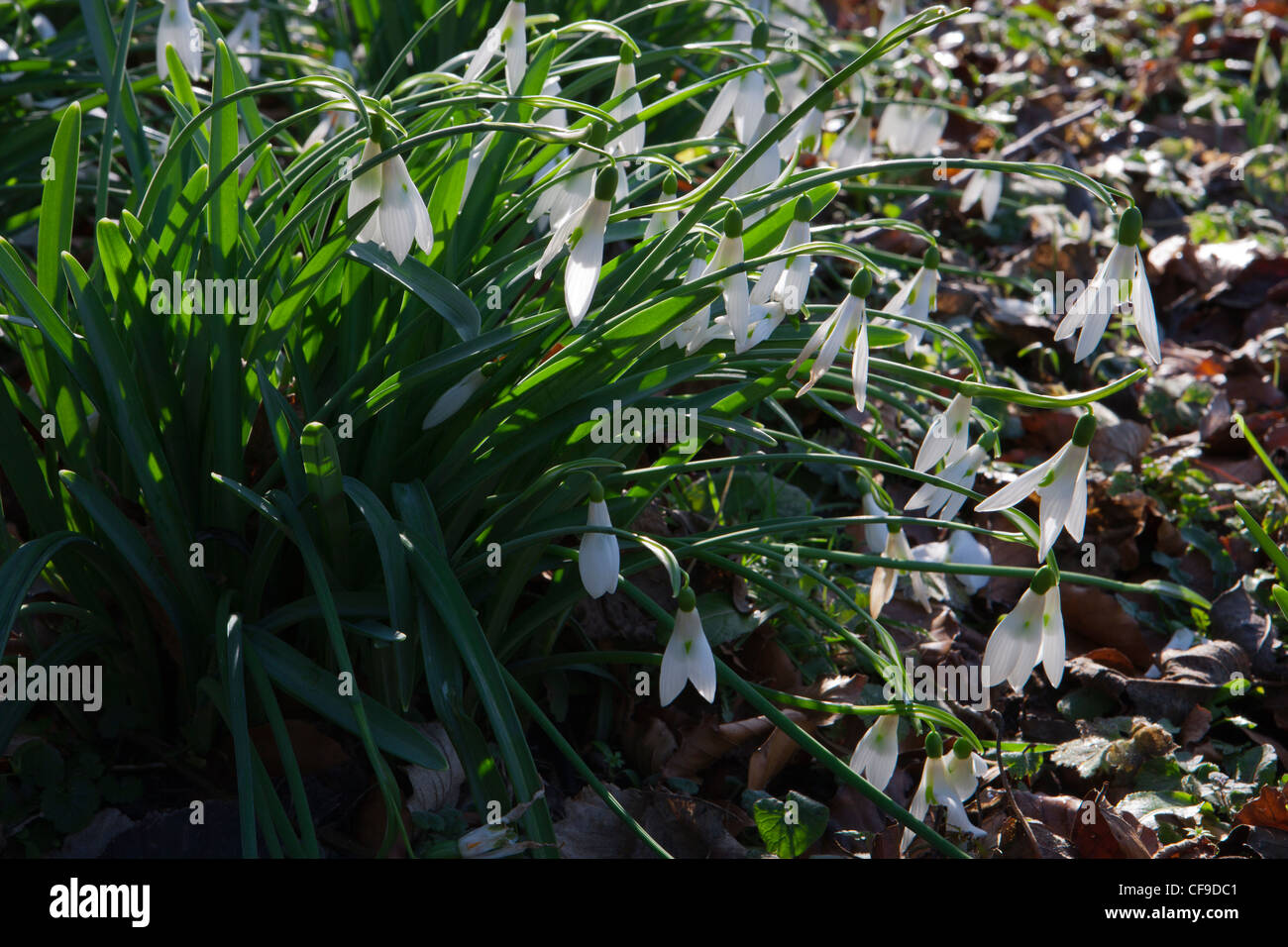 Schneeglöckchen Schneeglöckchen Gartenanlagen im Wald von Painswick Rococo Garden, Gloucestershire, England, Großbritannien Februar Winter Stockfoto