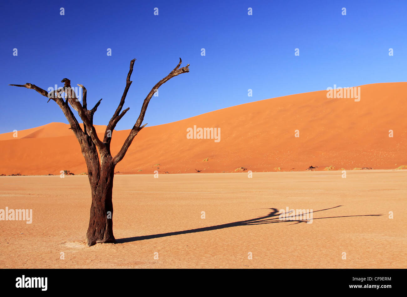 Dead Vlei, Namibia, Namib-Wüste Stockfoto