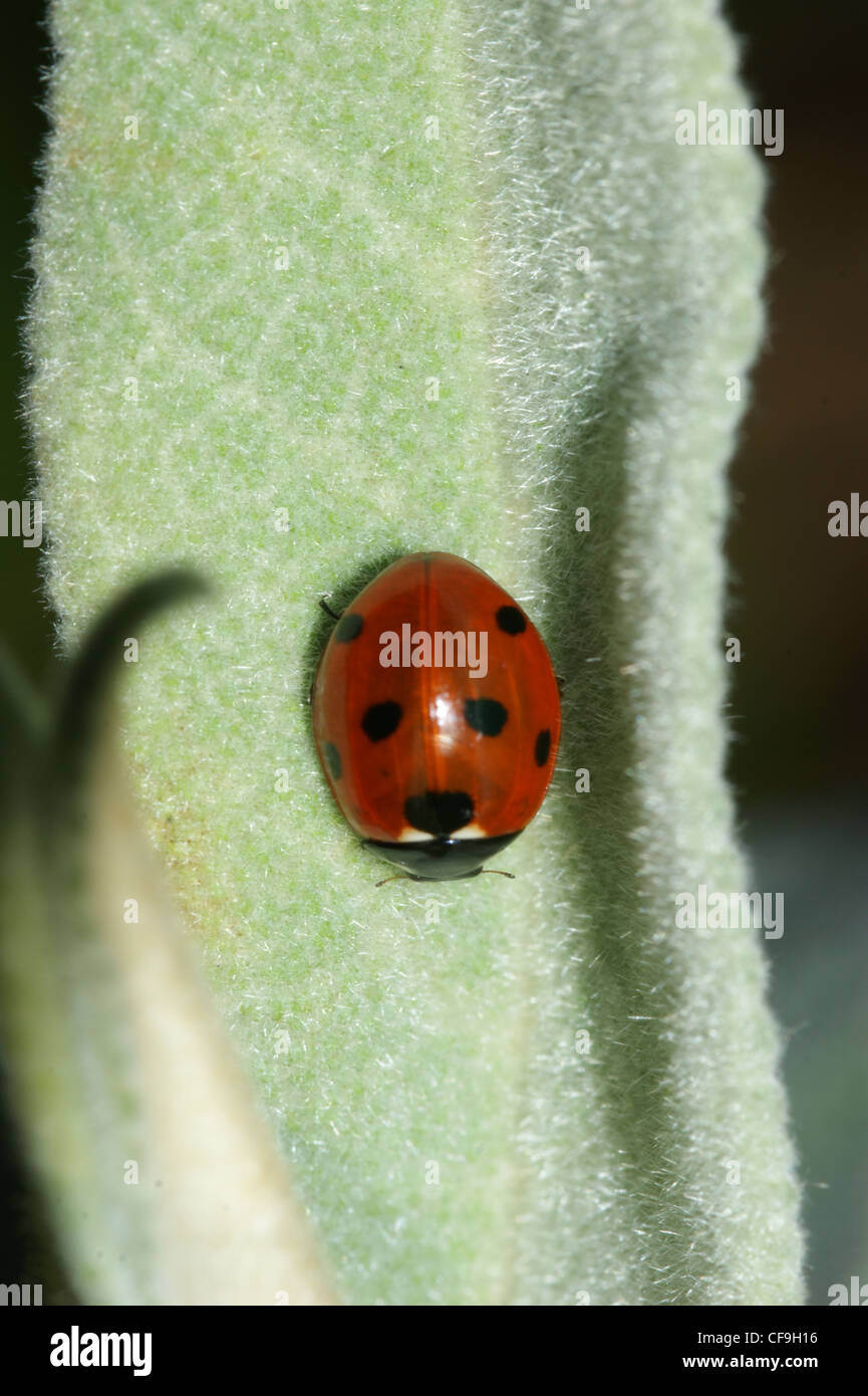 Seven-Spot Ladybird Subcoccinella 7-Trommler Stockfoto