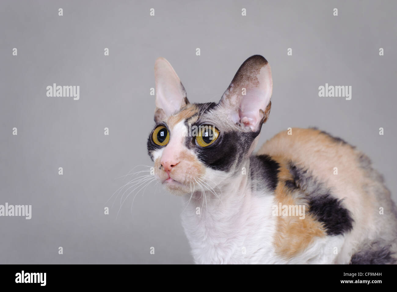 Cornish Rex-Katze Stockfoto