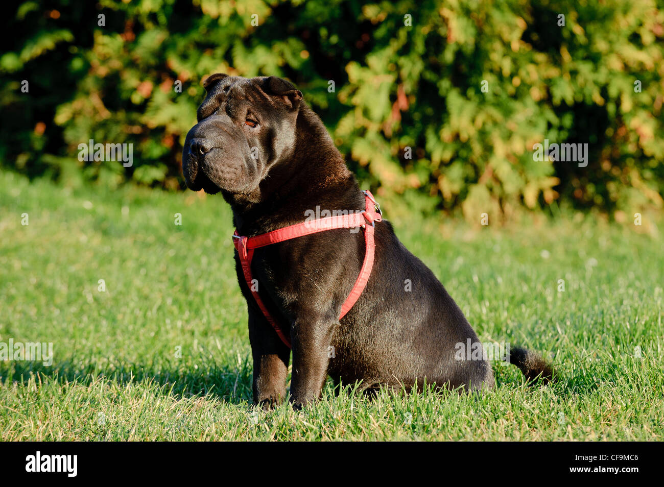 Shar-pei Hund Porträt im Garten Stockfoto