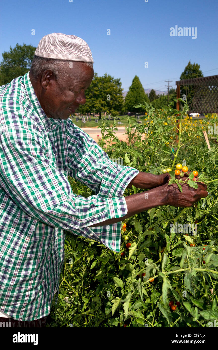 Somalischen Flüchtling arbeiten bei einem Gemeinschaftsgarten in Boise, Idaho, USA. Stockfoto