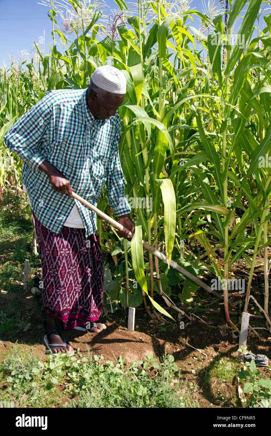 Somalischen Flüchtling arbeiten bei einem Gemeinschaftsgarten in Boise, Idaho, USA. Stockfoto