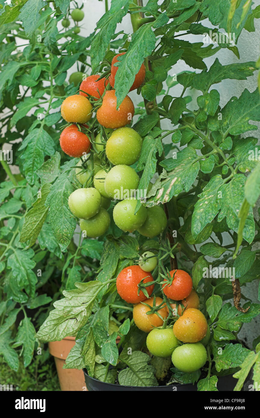 Eine gesunde Bio-Tomaten-Ernte Stockfoto