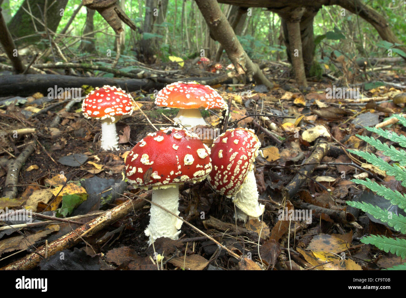 Pilze, Fliegenpilz in Birke Peeling, Herbst, Norfolk UK. Stockfoto