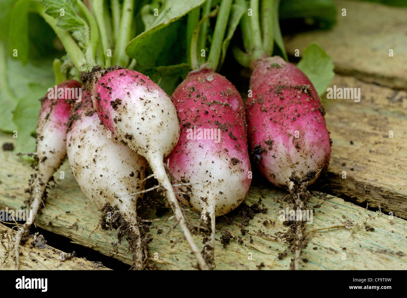 Nach Hause angebauten Französisch Frühstück Radieschen Stockfoto