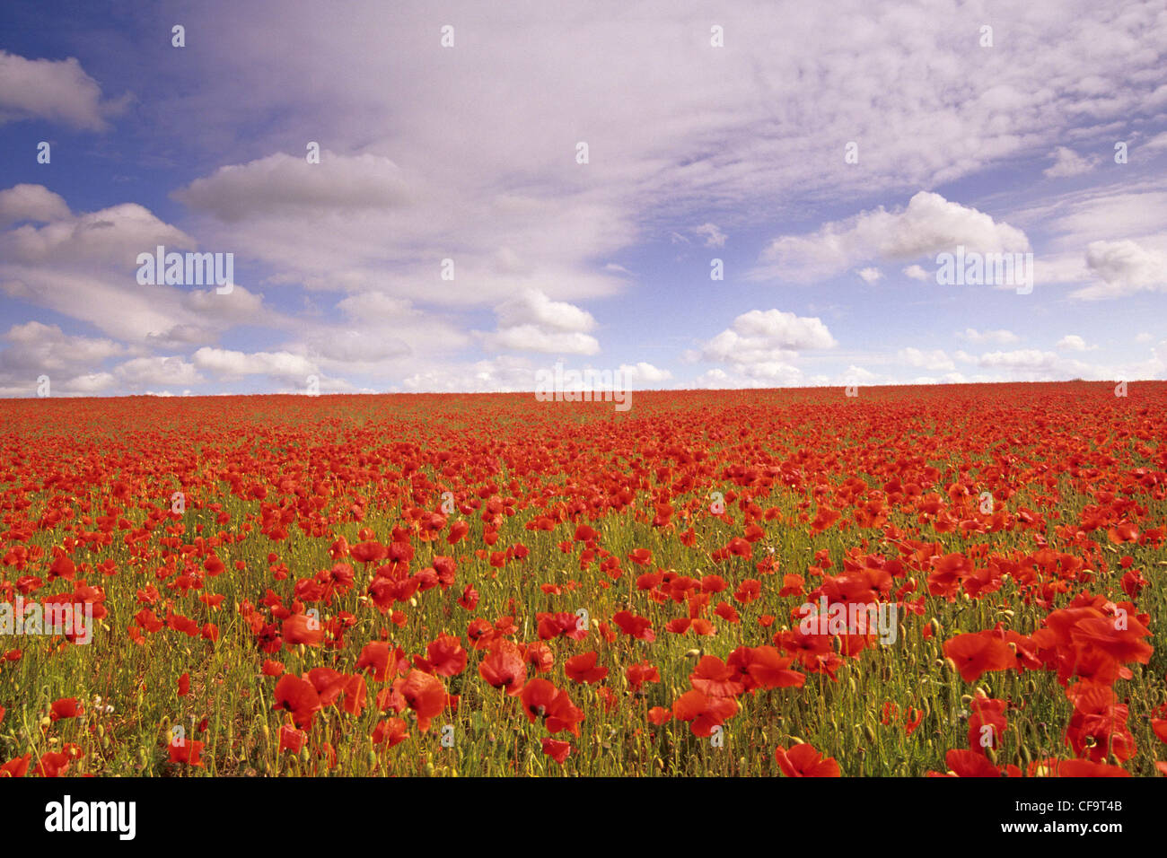 Mohnblumen in North Norfolk, Juni, UK Stockfoto