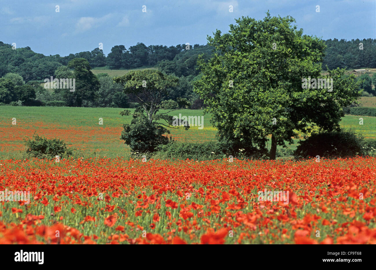 Mohnblumen in North Norfolk, Juni, UK Stockfoto