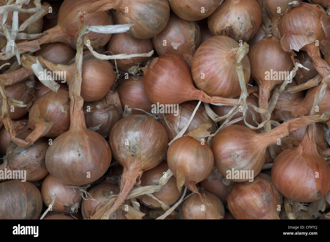 Reife getrocknete Schalotten bereit für die Bepflanzung Stockfoto