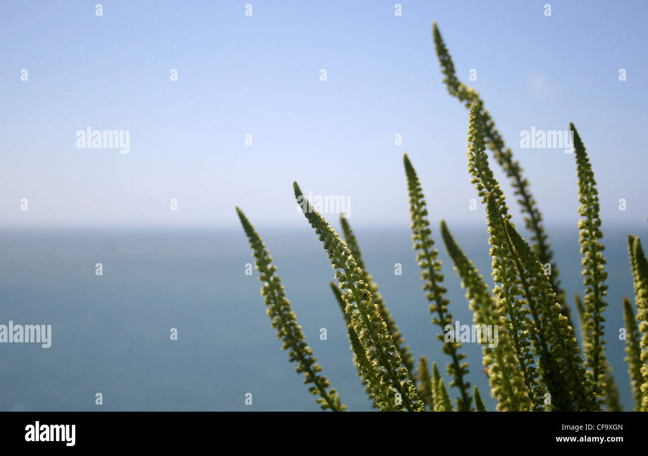 Eine Nahaufnahme von Wildpflanze auf einer Klippe in der Isle of White mit dem Meer im Hintergrund Sarah Stratton Stockfoto