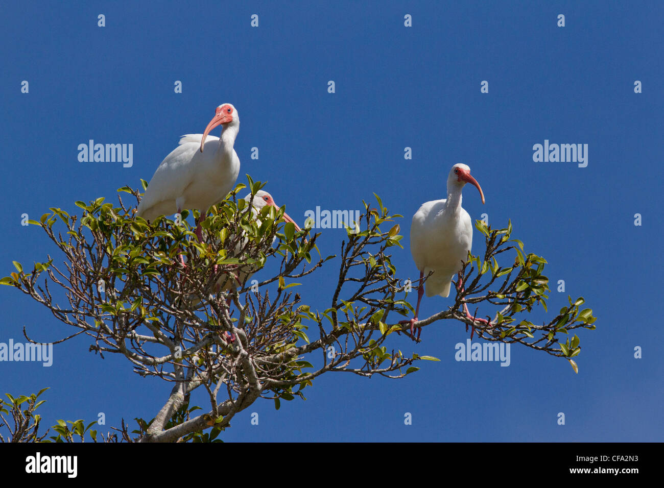 Weiße Ibisse (Eudocimus Albus) in einem Baum Stockfoto