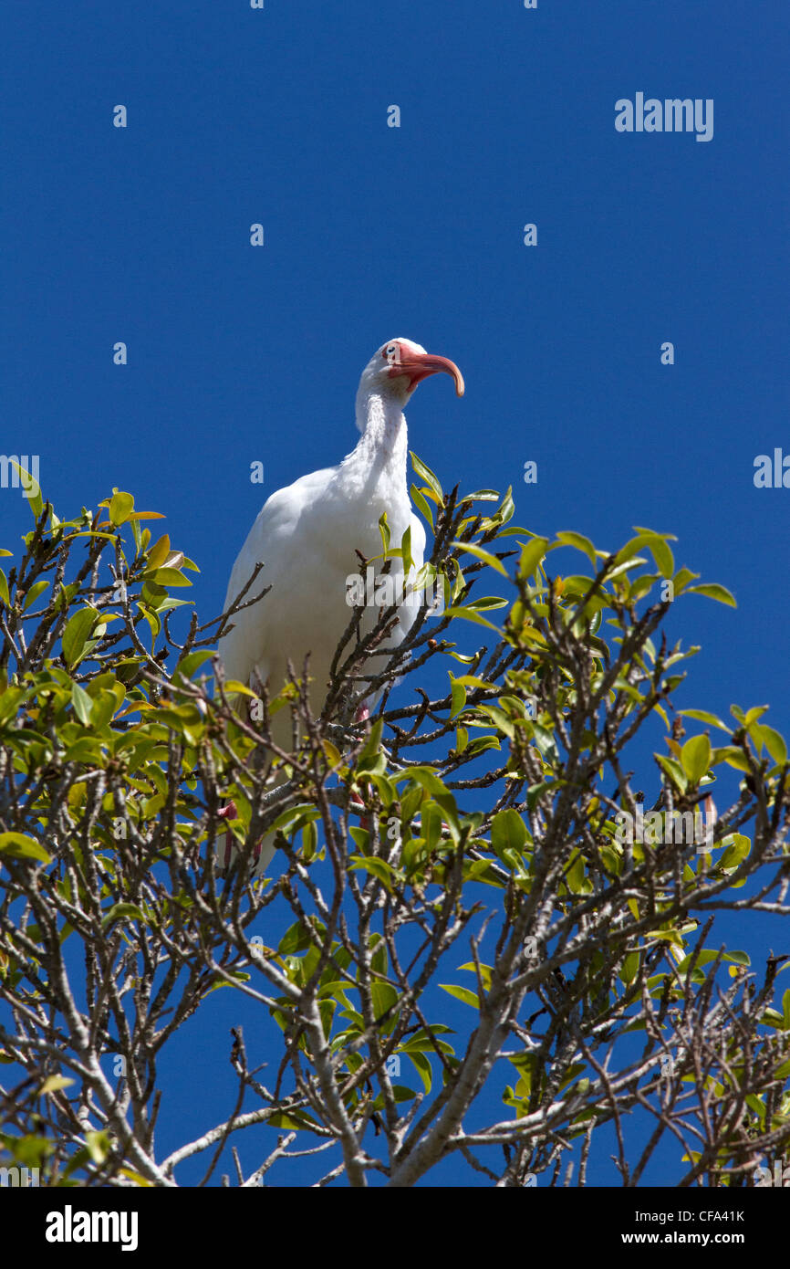 Weiße Ibisse (Eudocimus Albus) in einem Baum Stockfoto