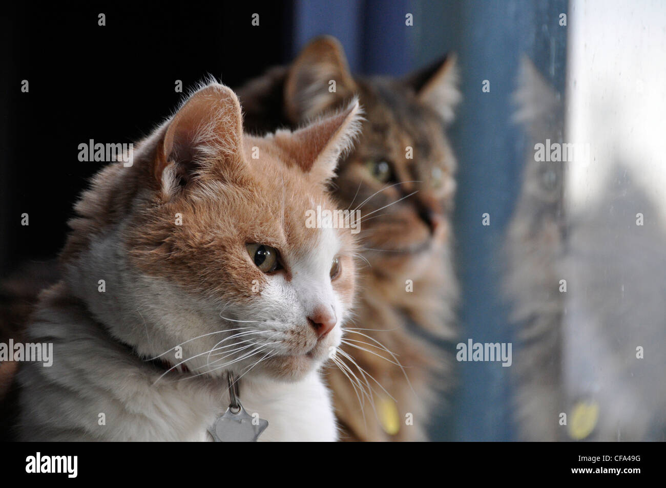 Zwei Katzen aus Fenster zu schauen. Stockfoto